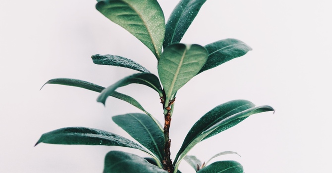 Physical Rehabilitation